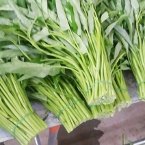 广东徐闻空心菜代收点