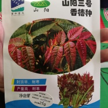 【精品】红油香椿种子香味足口感好叶片鲜艳大红