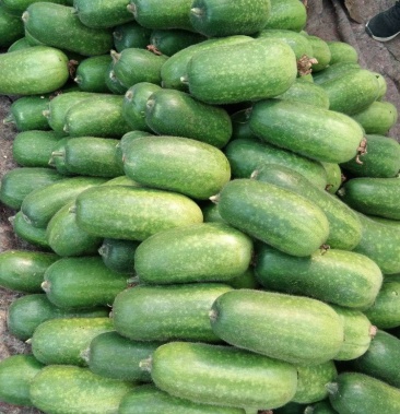 精品绿皮小吊冬瓜超市专供欢迎老板洽谈收购一手货源大量有货