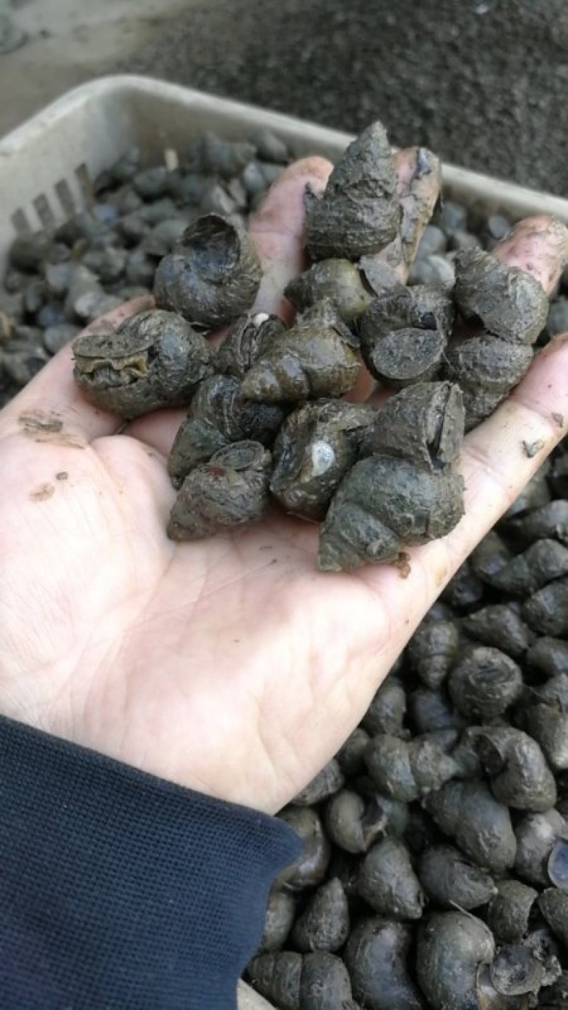 [田螺批发]湖北潜江市田螺 1.00元/斤火炮,中螺.饲料螺 _ 一亩田