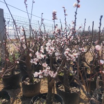 盆景木本植物现大量出货基地直发