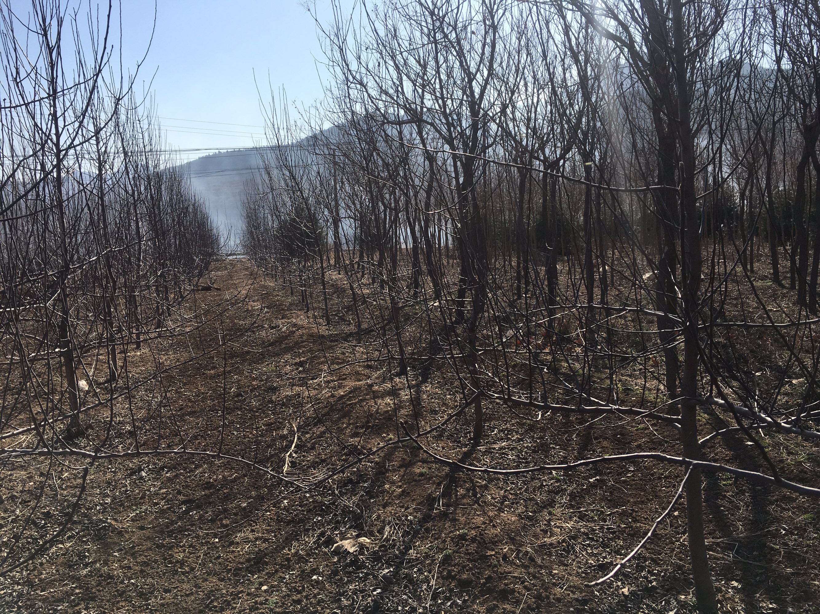 秋香苹果果园采摘场景,果农正在采摘果实,背景为阳光下的果园,展示自然生态种植环境 秋香苹果果园采摘场景