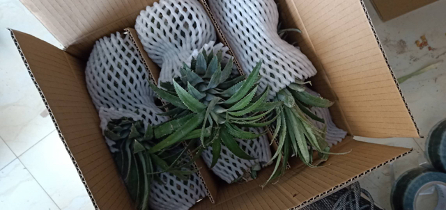 展示菠萝使用泡沫网套和塑料包装进行保鲜处理的过程,背景为农产品加工车间 菠萝保鲜包装示意图