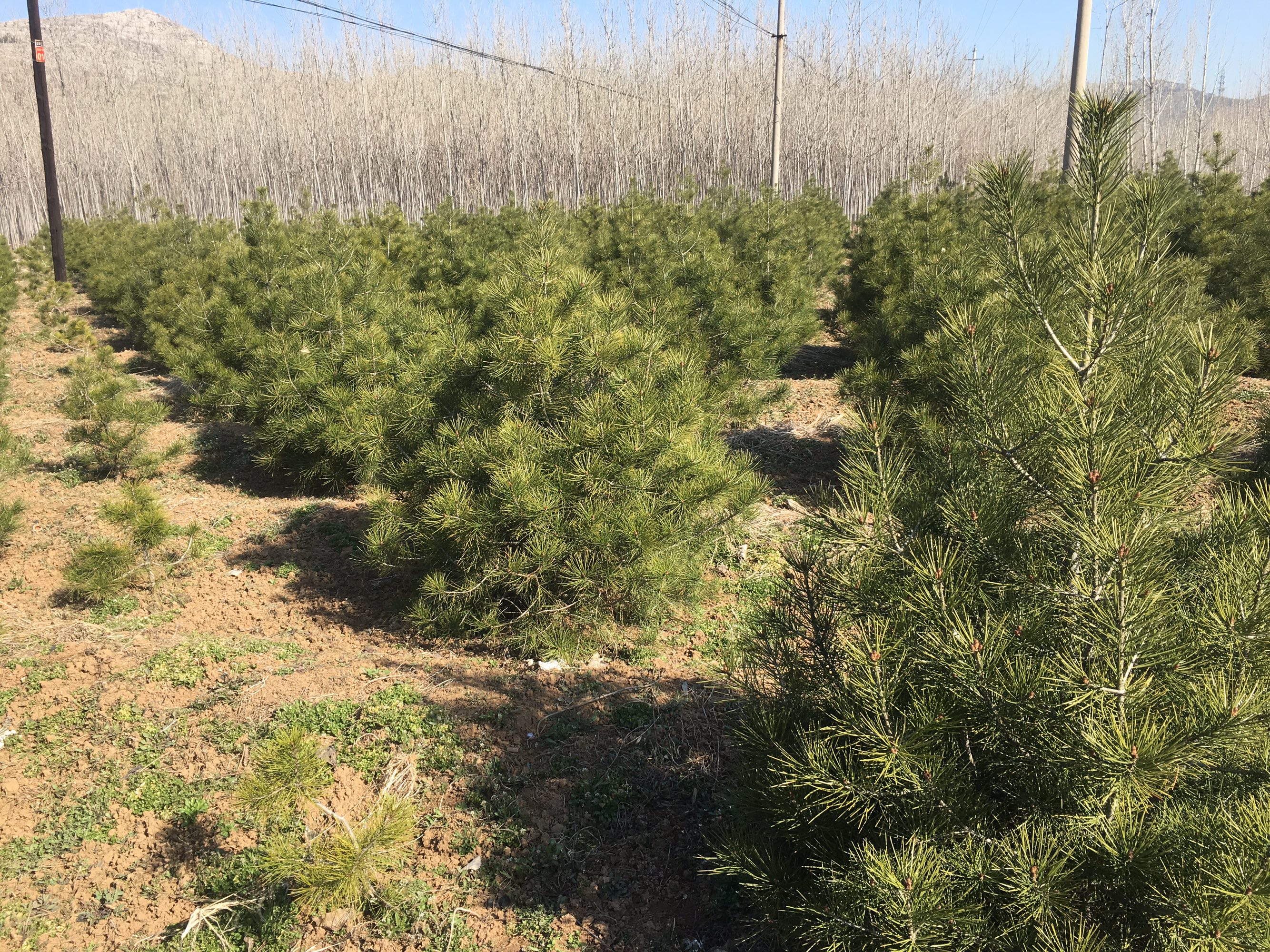 白皮松在园林中与石头和假山相映成趣 白皮松在园林中与石头和假山相映成趣