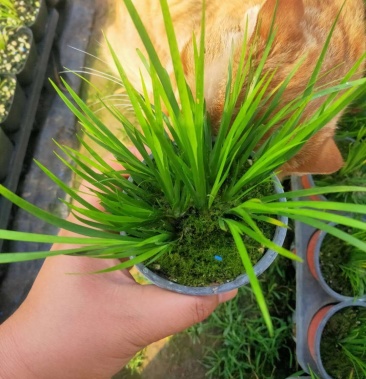 菖蒲金菖蒲龙须虎须龙月