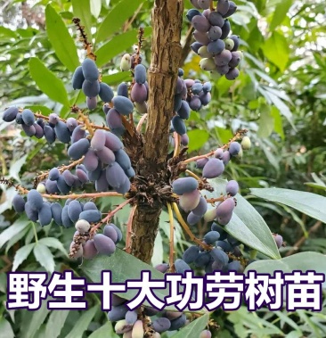 野生十大功劳树苗 土黄连树苗 中药材盆景 阳台花卉盆栽