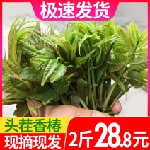 香椿芽2二斤装招电商一件代发