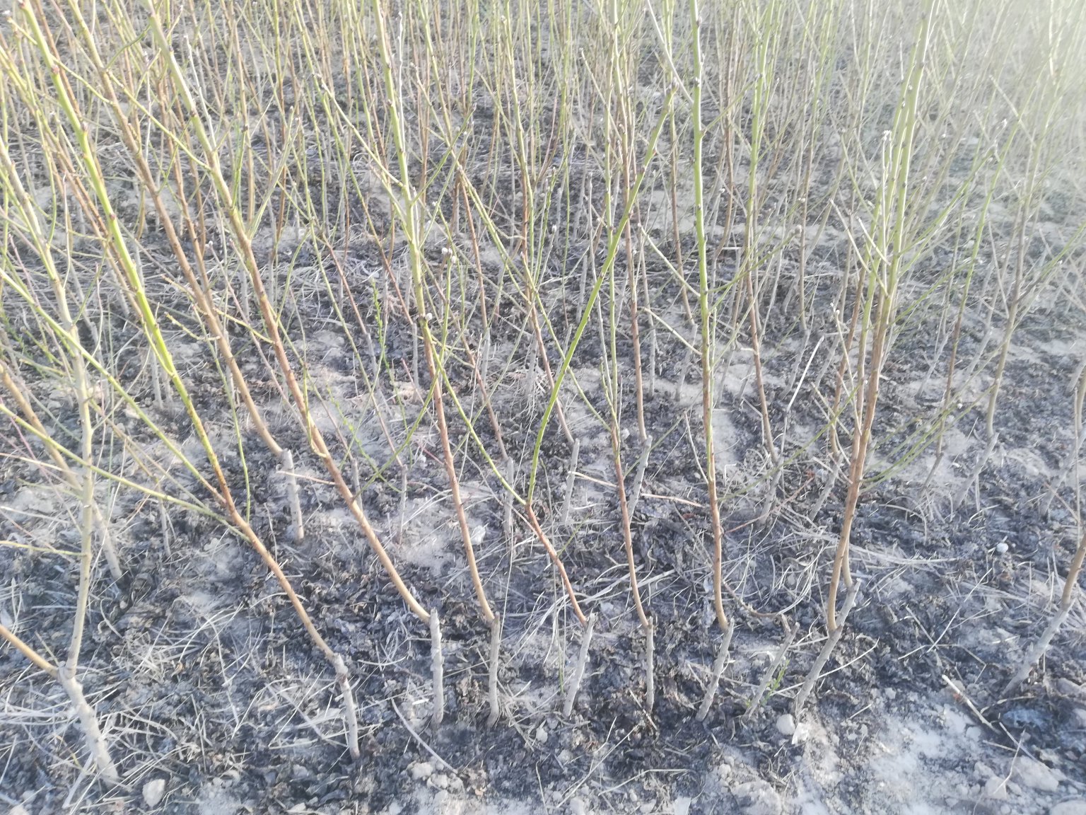 黄桃苗基地全景图