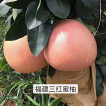 三红蜜柚苗，三红柚子2年苗三红柚树苗基地