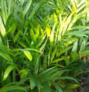 海南本地自家种植槟榔苗