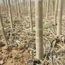 泡桐苗