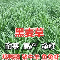 冬牧70黑麦草高产量种子