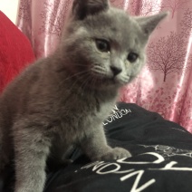 兰猫英短