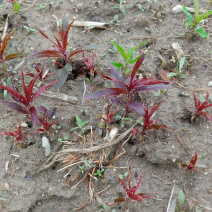 红叶碧桃芽苗红叶碧桃芽苗红叶碧桃芽苗红叶碧桃芽苗