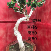 金银花盆景