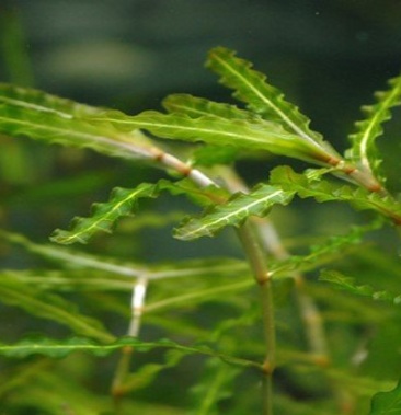 菹草 水生植物 基地直供