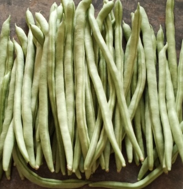 [四季豆批发]小金豆价格4.00元/斤 - 一亩田