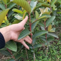 台湾四季芭乐，白珍珠芭乐种苗，2苗挂果