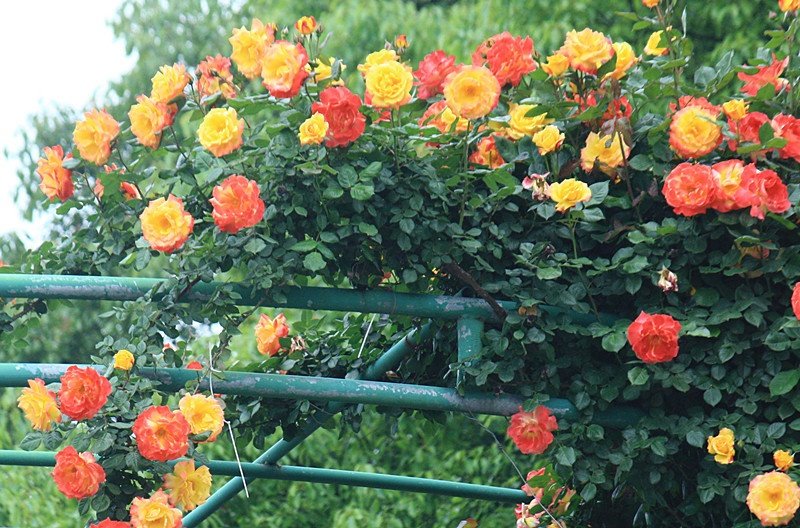 橙色科斯特藤本月季盆栽展示