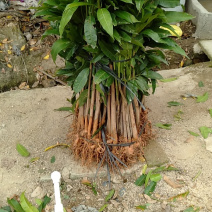 实生芒果苗，裸根芒果苗，小杯芒果苗，嫁接芒果小杯苗