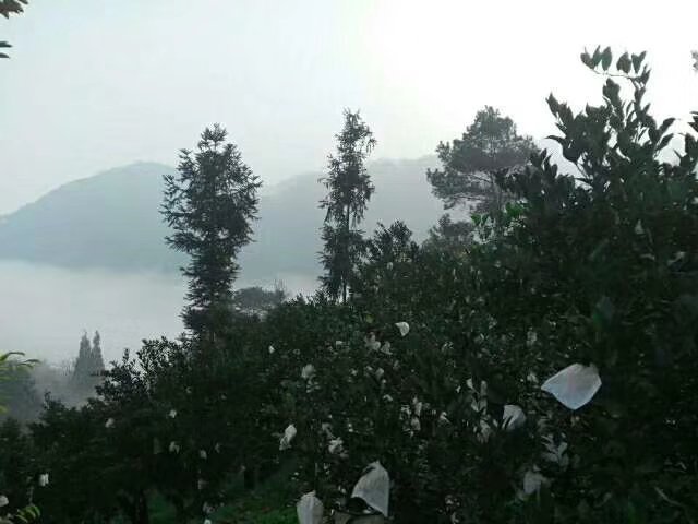四川眉山地区不知火柑果园航拍图,展示高山云雾环绕的种植环境 四川不知火柑果园航拍图