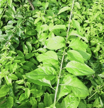 枸杞叶野菜蔬菜叶用枸杞一件代发货基地直销价格优