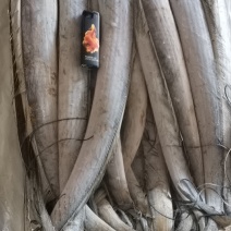 新鲜刀鱼