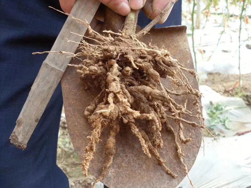 草甘膦喷洒效果图