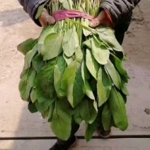 小叶菠菜质量精品价格美丽上货量较大