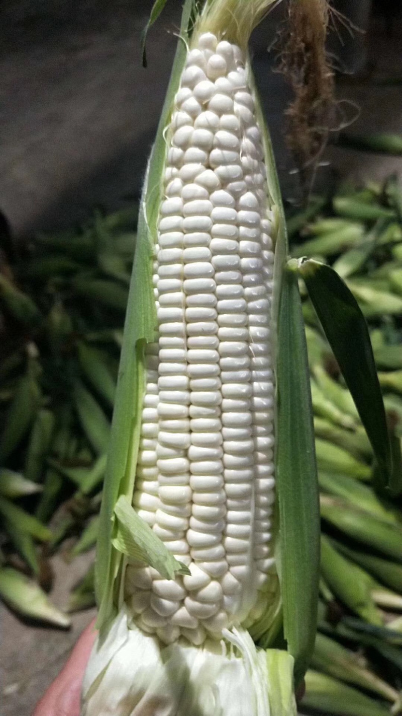 [糯玉米批发]湖北武汉武昌区玉米 1.80元/斤鲜食玉米/黄甜/ _ 一亩田