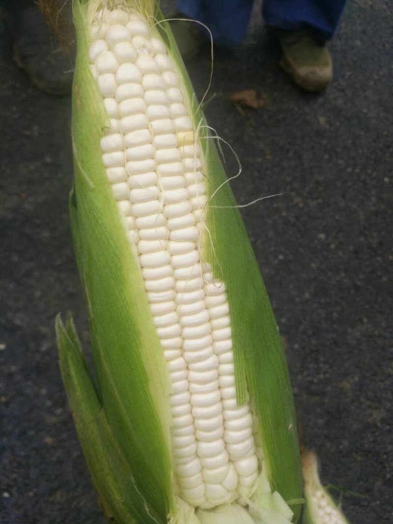 [糯玉米批发]湖北武汉武昌区玉米 1.80元/斤鲜食玉米/黄甜/ _ 一亩田