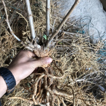 宝塔木绣球老桩苗现挖包成活苗子粗壮成活高