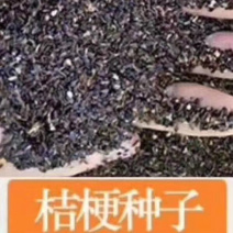 桔梗桔梗桔梗片桔梗粉批发