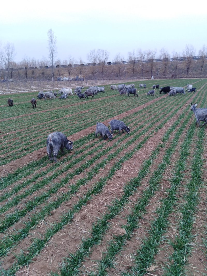 山东菏泽巨野县活羊 30.00元/个青山羊