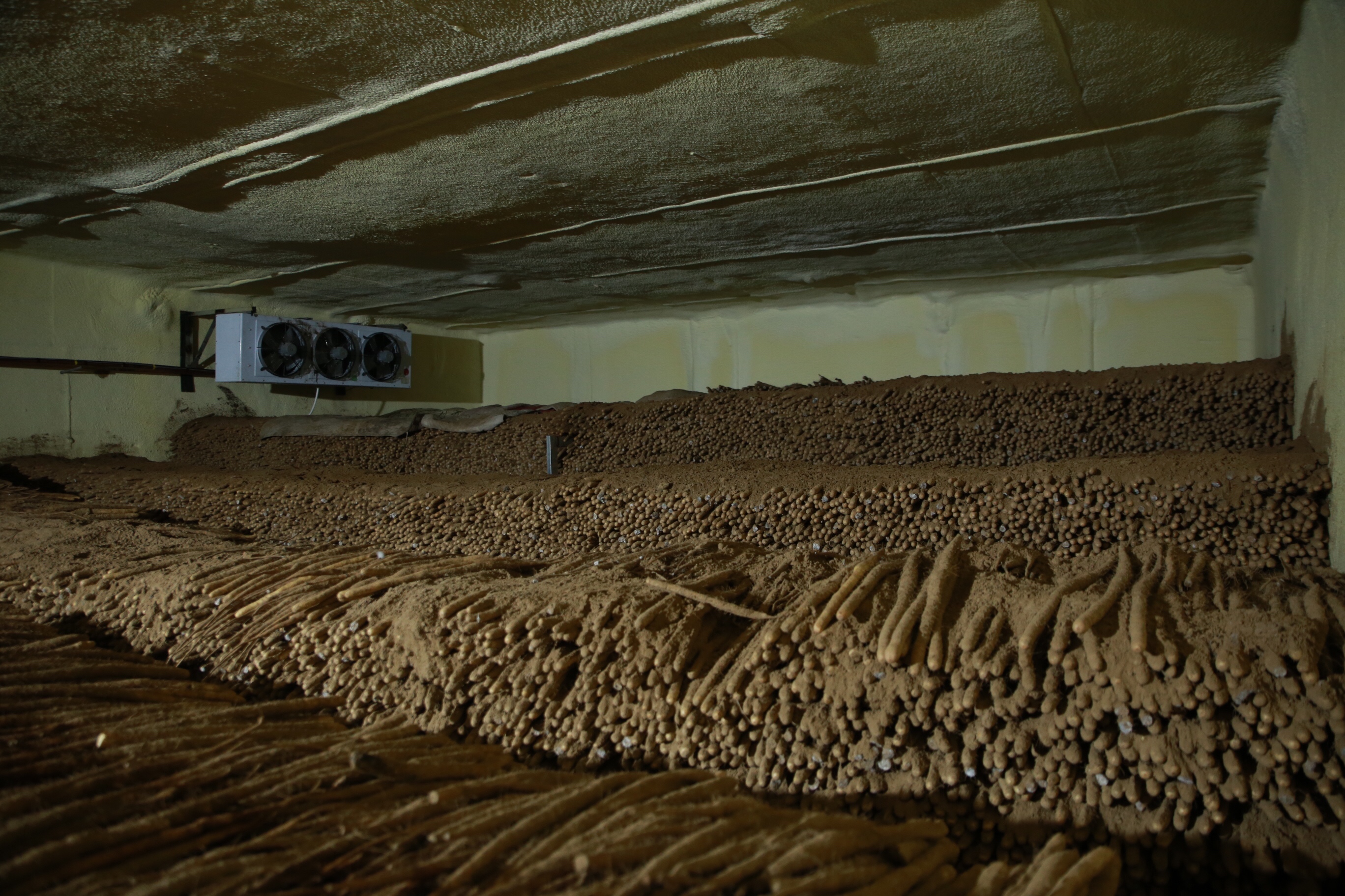 现代化恒温仓库中的山药储存场景