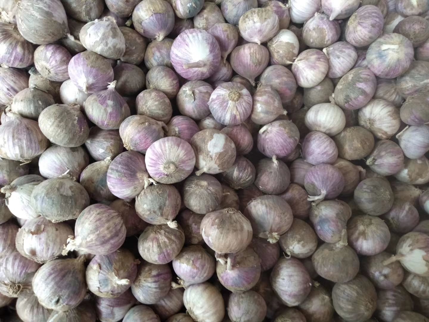 展示独头蒜在热水中浸泡的场景,碗中热水冒着热气,蒜头半沉水中 热水浸泡独头蒜