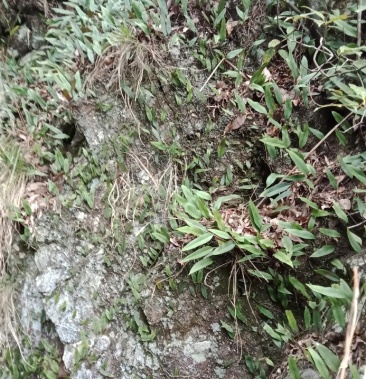 野生石韦湖南省邵阳市产地直销