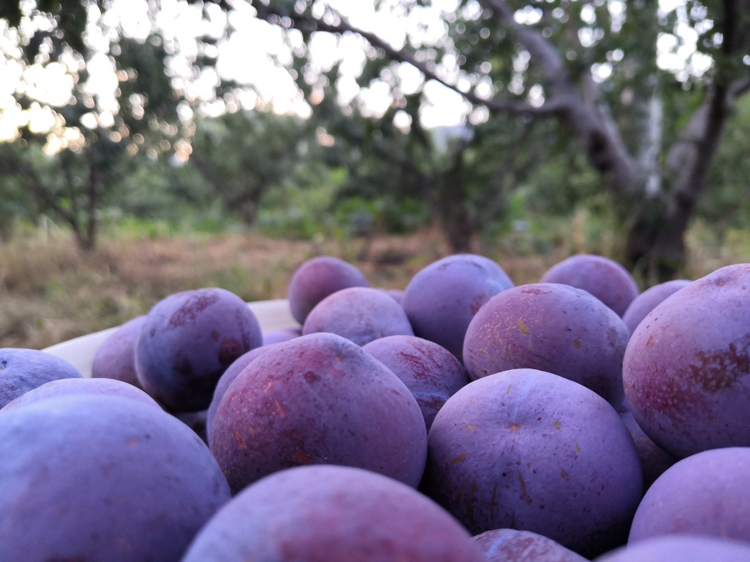 新鲜脆红李子特写