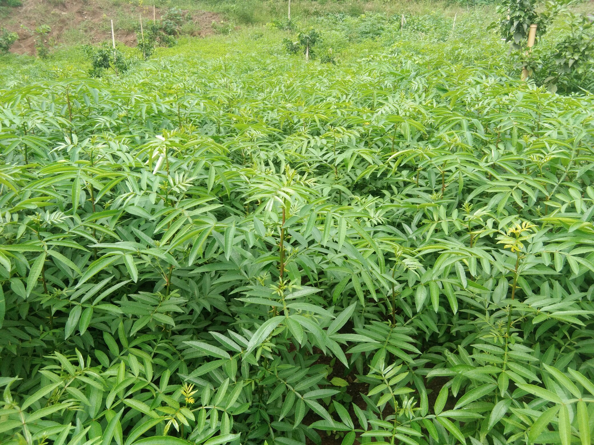 沙捞越胡椒种植园航拍图