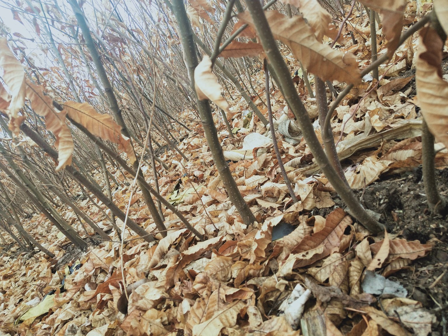 展示栗子花的柔荑花序,淡黄色花簇,背景为自然生长的栗树 栗子花特写