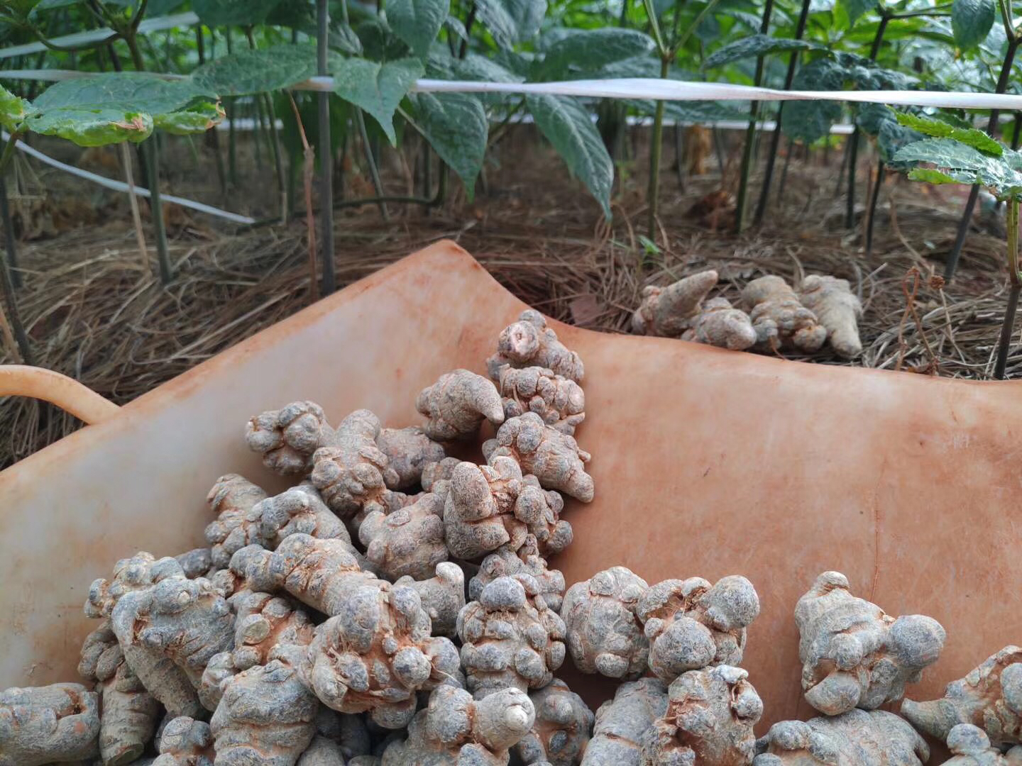 三七根茎实物图