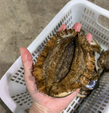 吃海带长大的鲜活大绿鲍鱼