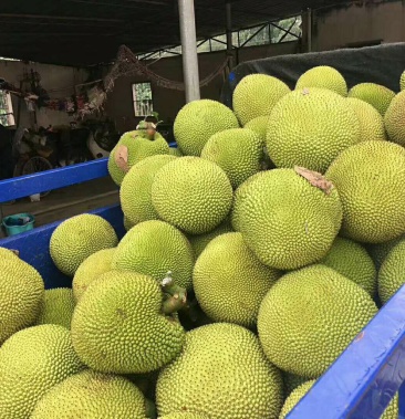 珍珠菠萝蜜.七到15斤一个,刚刚好一家三口.够甜够鲜.