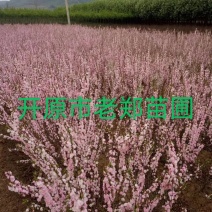 现苗红花麦李花灌木及小苗规格齐全实地看苗订购