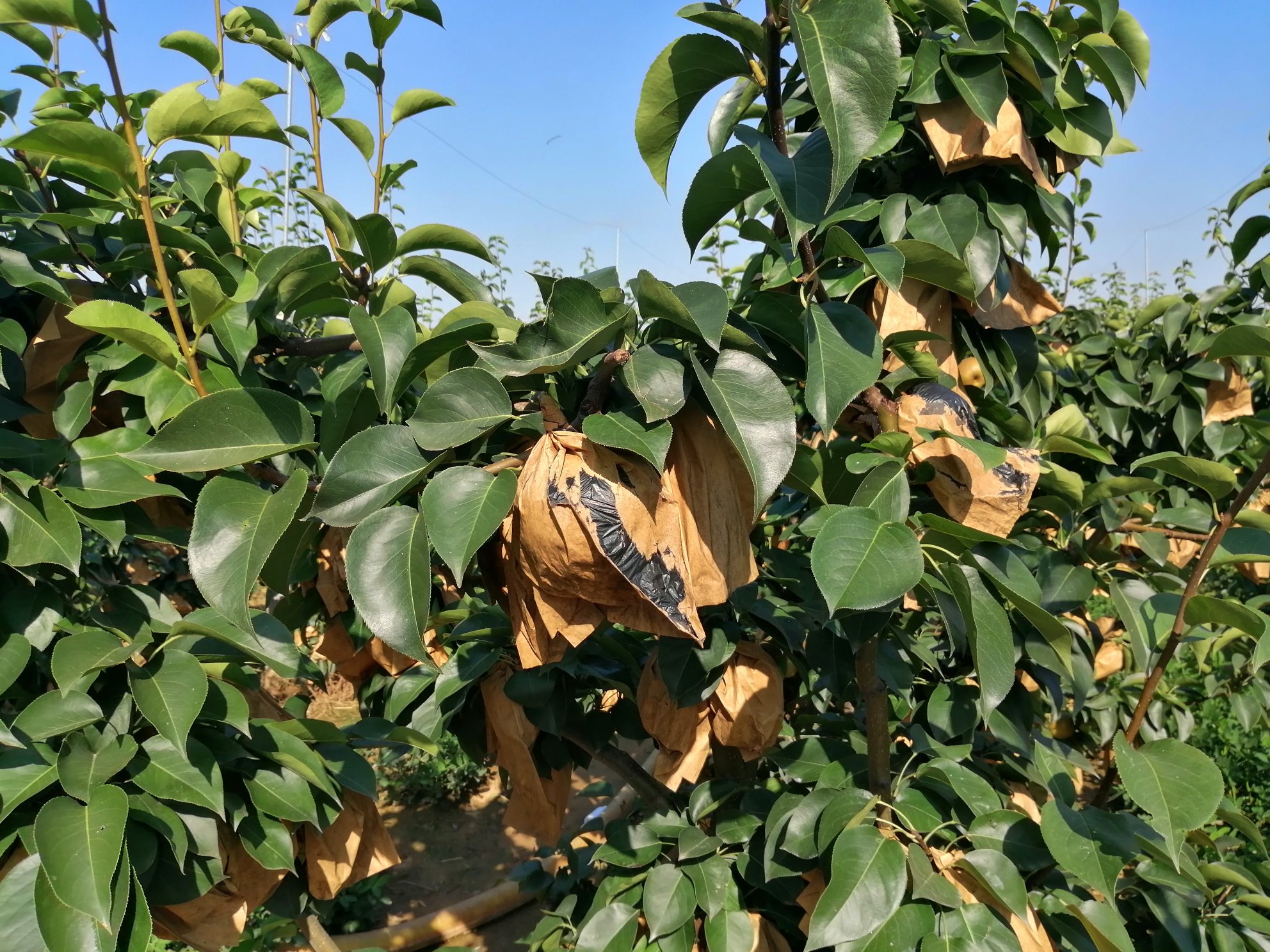 展示纸袋催熟法与水果共放催熟法的示意图 贵妃芒催熟方法示意图