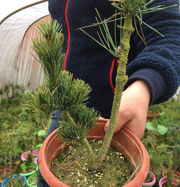 五针松小苗嫁接五针松五针松