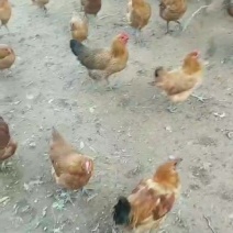 麻羽绿壳蛋鸡