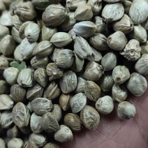精品大颗粒麻籽现货供应欢迎选购