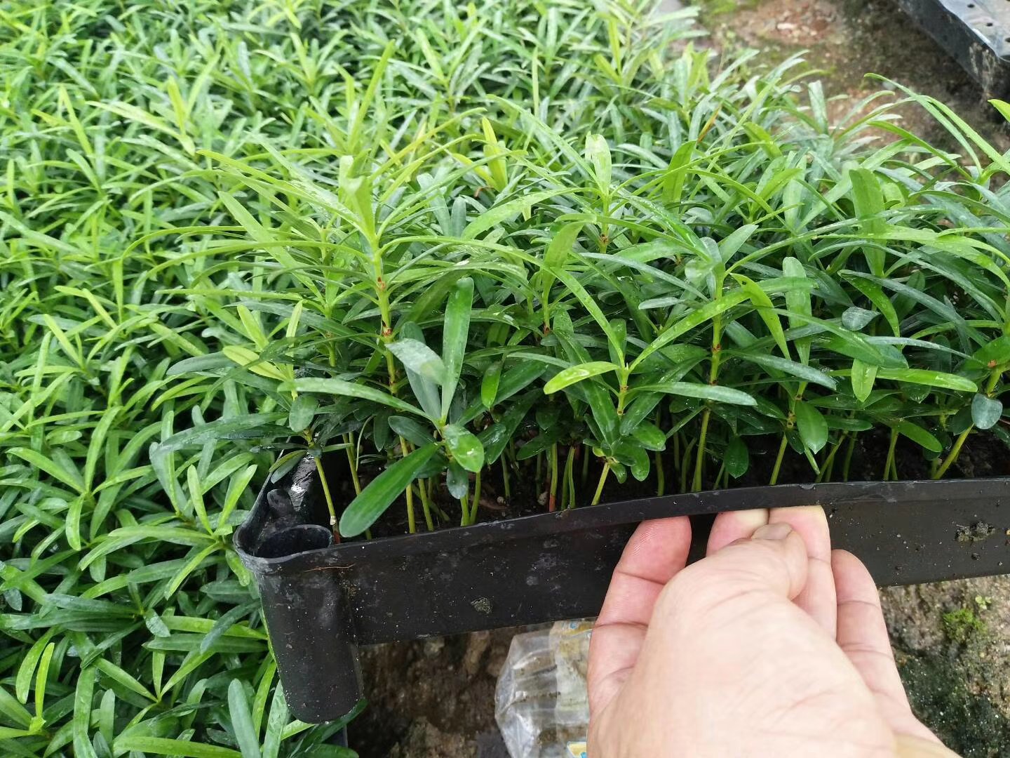 罗汉松幼苗打尖前后对比示意图