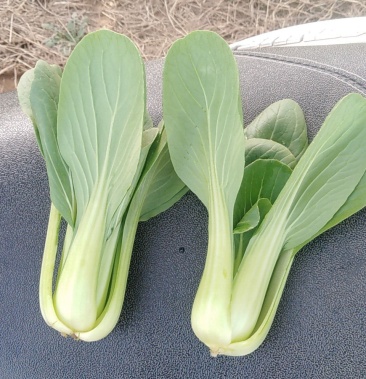 一级精品油菜常年大量供应